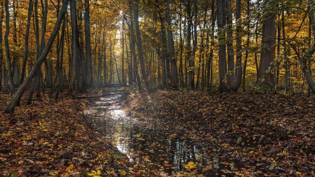 Wald
