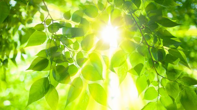 Sonnenstrahlen scheinen durch das grüne Laubwerk eines Baumes