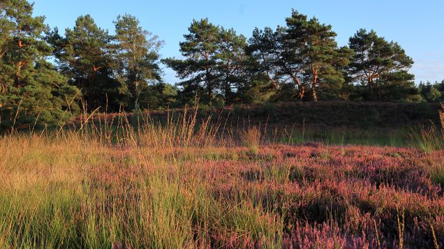 Fahle Heide in der Nähe von Adenbüttel (lizenziertes Stockfoto) Landschaftsfoto von der Fahle Heide im Sonnenuntergang