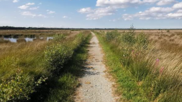 Zu sehen ist eine flache Landschaft, durch die ein geschotterter Fußweg führt. Links und rechts des Weges ist hohes Weidegras zu sehen. Die Landschaft sieht typisch Norddeutsch aus.