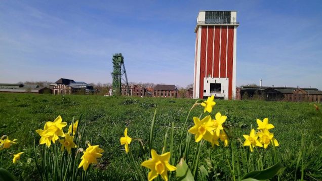 Im Vordergrund blühen Narzissen auf einer Wiese. Im Hintergrund ist eine alte Zeche mit einem roten Turm auf der rechten und einem grünen Förderturm auf der linken Seite.