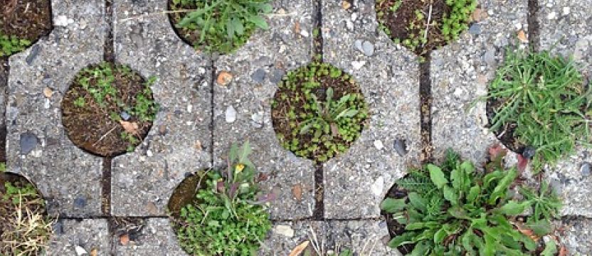 Gras zwischen Steinen