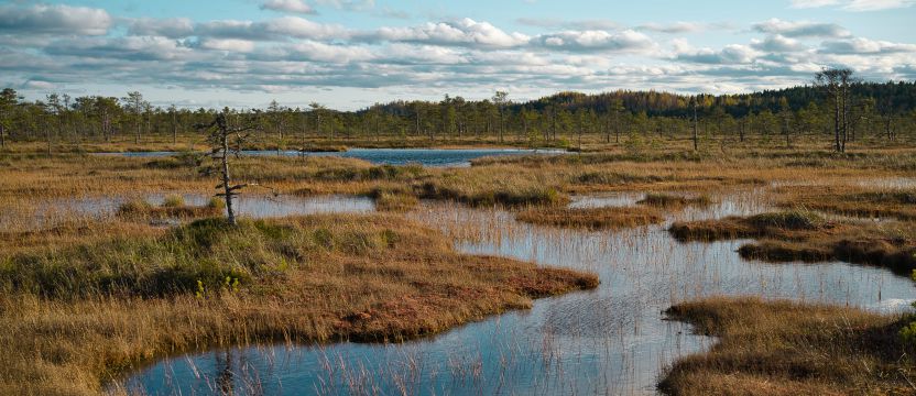 Grünes Grasfeld in der Nähe des Sees unter blauem Himmel tagsüber