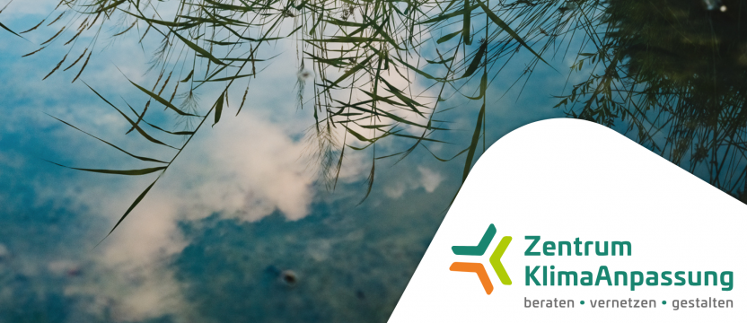 Newsletter 17 Header