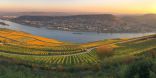 Weinberg am Fluss Rhein mit Bingen im Hintergrund auf der anderen Flussseite.