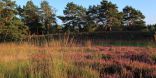 Landschaftsfoto von der Fahle Heide im Sonnenuntergang