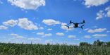 Drohne mit Thermalkamera startet die Datenerfassung über einem Maisfeld in der Niederlausitz