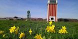 Im Vordergrund blühen Narzissen auf einer Wiese. Im Hintergrund ist eine alte Zeche mit einem roten Turm auf der rechten und einem grünen Förderturm auf der linken Seite.