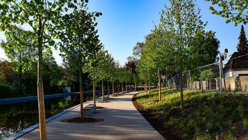 Die bestehende alte Lindenallee wurde durch 50 neue Bäume erweitert. (Bildrechte: Stadt Korbach)