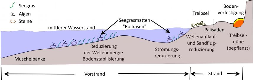 Kumulative Wirkung von naturbasierten Küstenschutzmaßnahmen Kumulative Wirkung von naturbasierten Küstenschutzmaßnahmen
