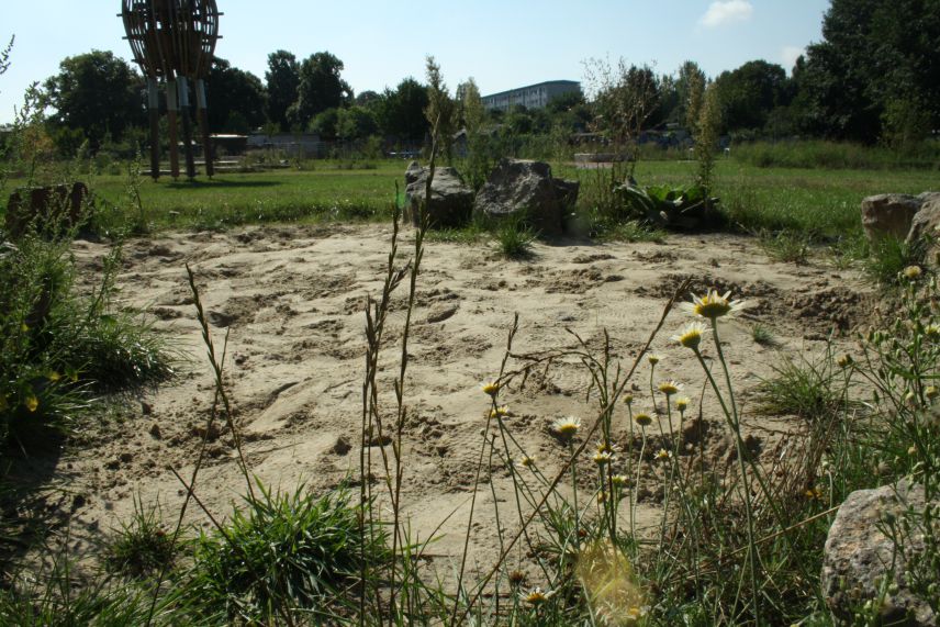 Sandlinsen für Erdnister