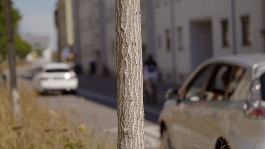 Friedrichshafen Stadtbäume Friedrichshafen Stadtbäume