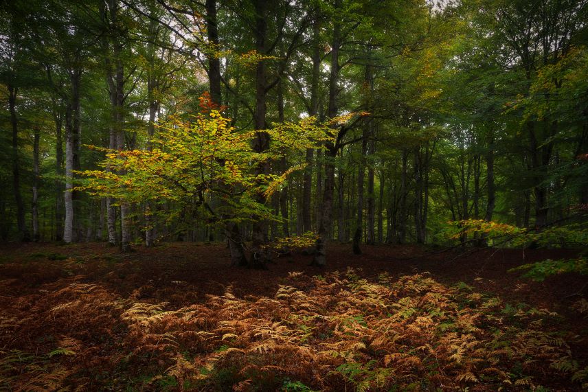 Wald Wald