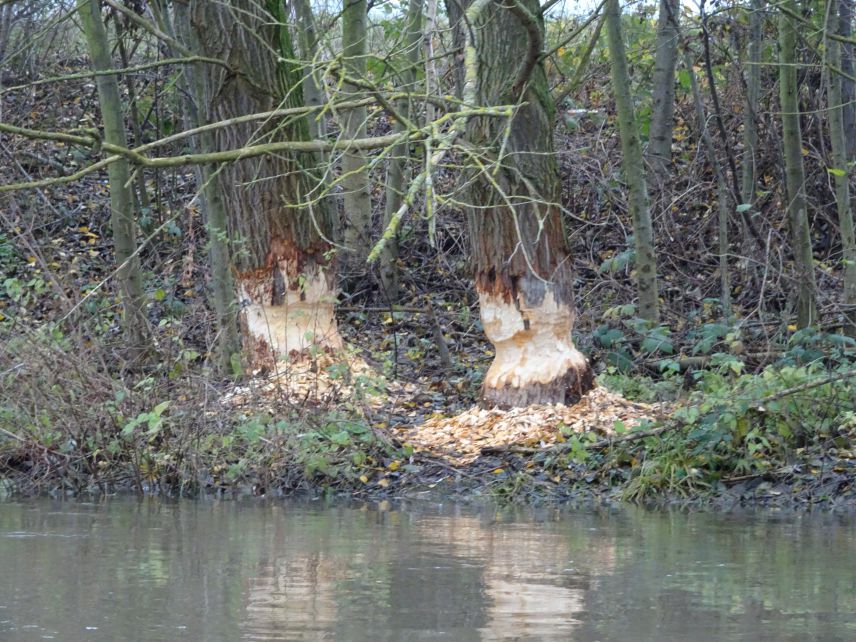 Auch der Biber fühlt sich in der Stadtwildnis wohl. Foto: Frieder Leuthold