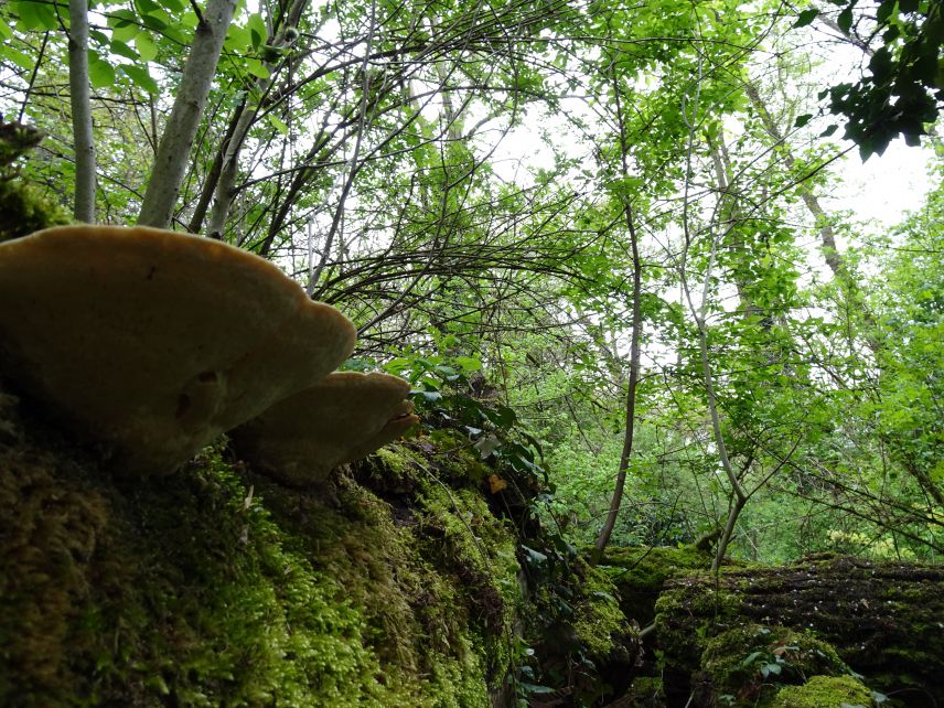 Der Natur im Stadtgebiet Raum zu geben, ist spannend. Foto: Frieder Leuthold