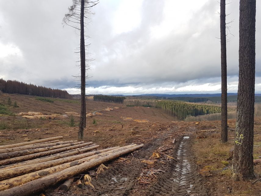 Trockenheit und Hitze haben im Kreis Siegen-Wittgenstein zu einem großflächigen Baumsterben durch Borkenkäferbefall geführt. Foto: WaldAktiv Trockenheit und Hitze haben im Kreis Siegen-Wittgenstein zu einem großflächigen Baumsterben durch Borkenkäferbefall geführt. Foto: WaldAktiv