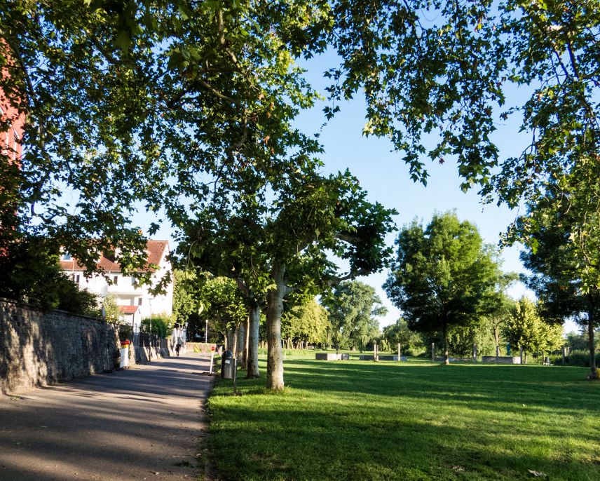Grünes Mainufer in Hanau (Stadt Hanau)