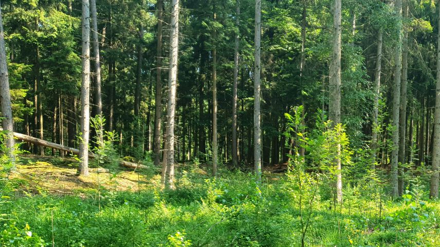 Umgebautes, gesundes Waldstück. Quell: Sarah Hartwig Nadelwald mit grünem Boden und hellgrünen Büschen im Vordergrund
