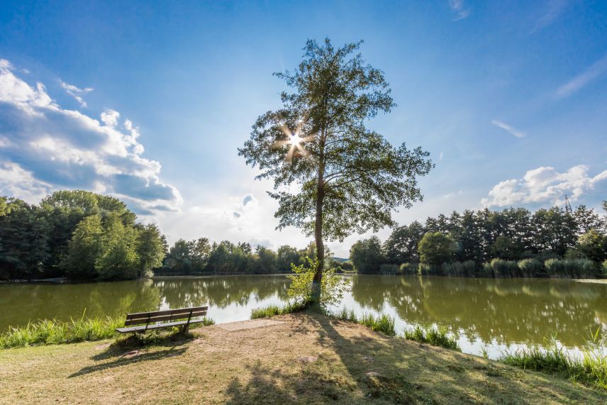 Angelweiher in Dietzenbach. Foto: Ralf Spiegel. Quelle: Kreisstadt Dietzenbach Zu sehen ist ein Teich mit einer Sitzbank und einem Zierbäumchen im Vordergrund. Der Teich ist umrahmt mit Bäumen.