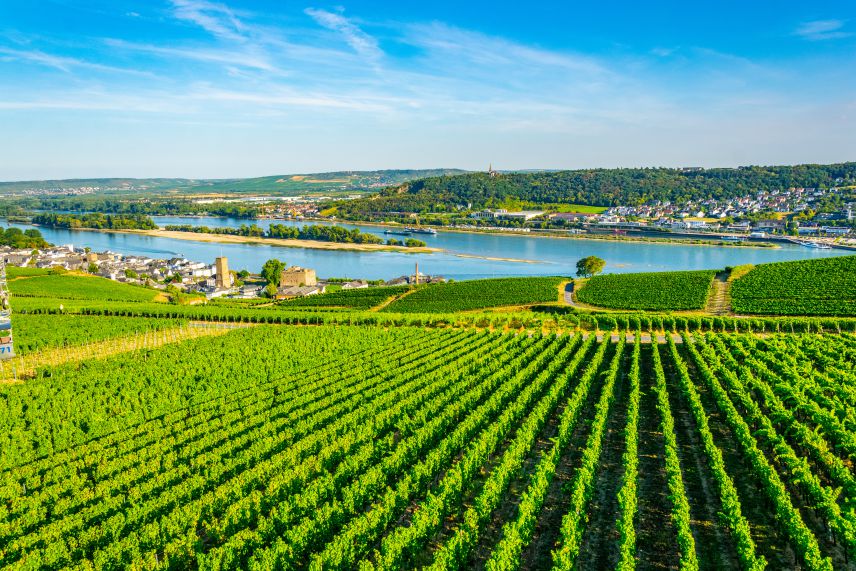 Blick auf Weinberge am Rhein bei Bingen. Quelle: Adobe Stock 259248375 Weinberge mit anschließendem Fluss und Ortschaften auf der anderne Uferseite und links im Bild. Blauer Himmel.