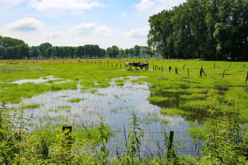 Überschwemmte Kuhweide. Quelle: AdobeStock Fotos Zu sehen ist eine überschwemmte Kuhweide. Hinter der Wasserfläche steht eine Kuh. Im Hintergrund sind große Bäume und Büsche erkennbar.