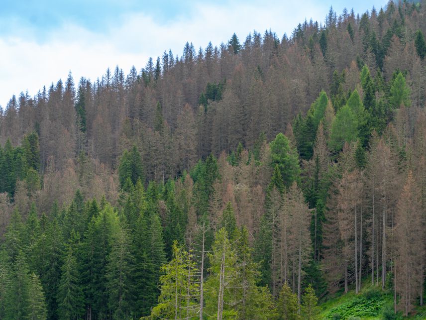 Ein Wald aus Fichten ist zu sehen. Die meisten Bäume sind abgestorben und somit frei von Nadeln und braun.