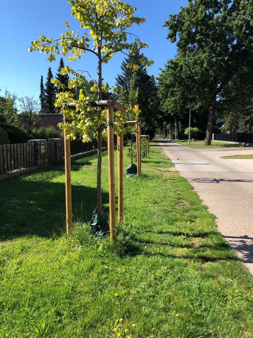 Bewässerungssäcke an jungen Bäumen (Stadt Bernau)
