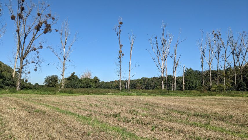 Landschaftschutzgebiet Frenser Graben bei Kerpen. Quelle: Kolpingstadt Kerpen Abgemähtes Feld mit Laublosen hohen Bäumen im Hintegrund.