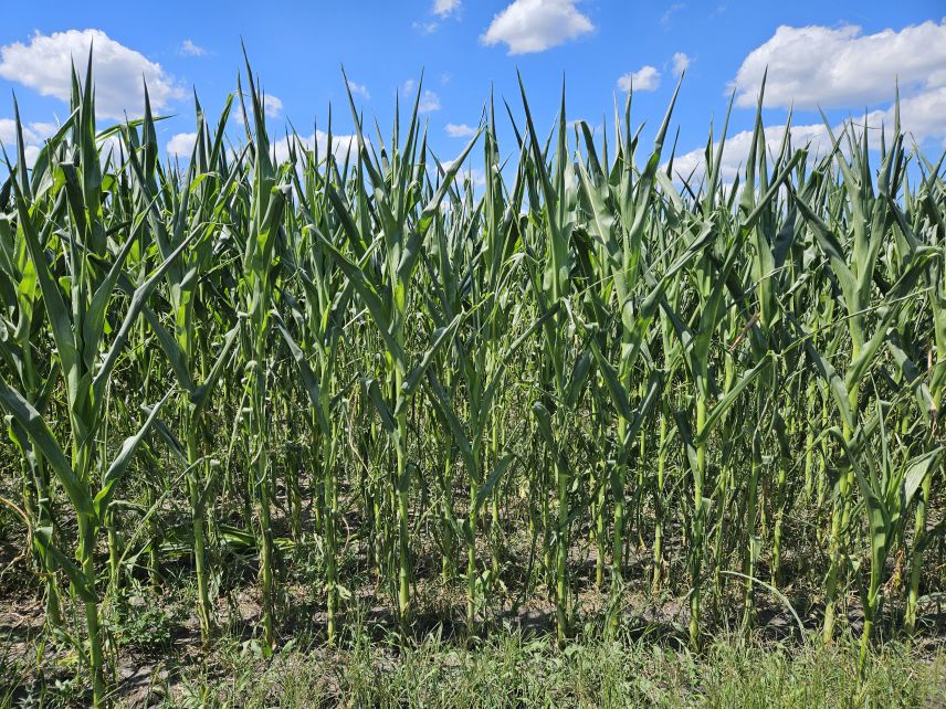 Maisbestand zur Mittagshitze an einem Sommertag in der Niederlausitz